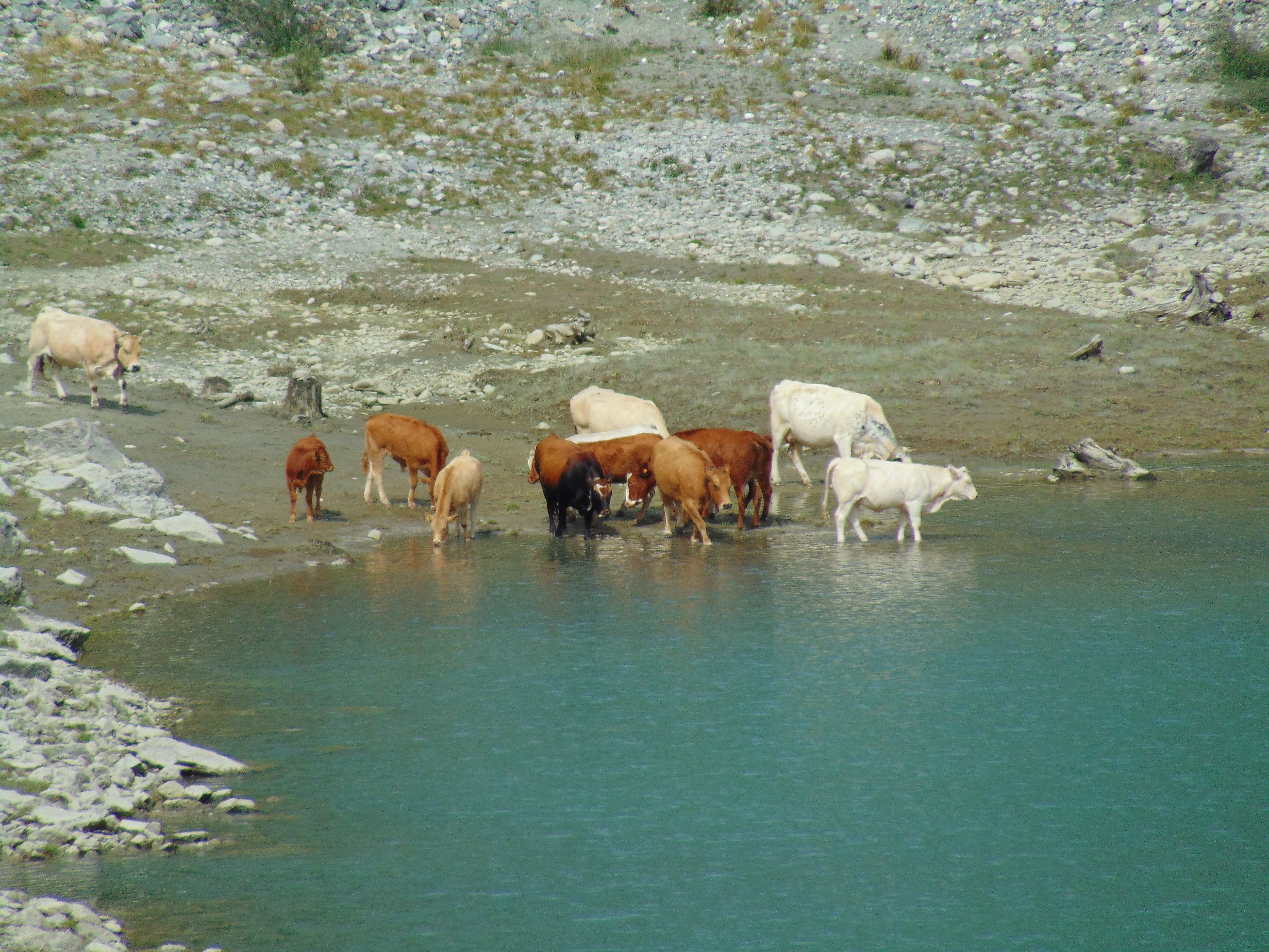 Cows Lago alpe del Cavalli